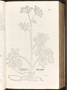 Angelica selvatica, illustrazione da De historia stirpium commentarii insignes di Leonhart Fuchs, 1542 da Heinrich and Meyer, Albert Fullmaurer