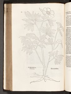 Peonia, illustrazione da De historia stirpium commentarii insignes di Leonhart Fuchs, 1542