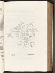 BT3.267.5 p.311 Viola, illustrazione da De historia stirpium commentarii insignes di Leonhart Fuchs, 1542 da Heinrich and Meyer, Albert Fullmaurer
