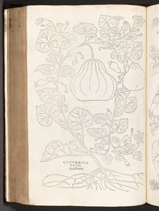 BT3.267.5 p.368 Zucca, illustrazione da De historia stirpium commentarii insignes di Leonhart Fuchs, 1542