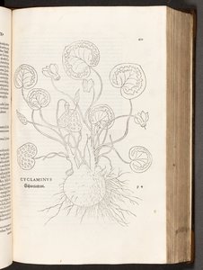 BT3.267.5 p.51 Ciclamino, illustrazione da De historia stirpium commentarii insignes di Leonhart Fuchs, 1542 da Heinrich and Meyer, Albert Fullmaurer