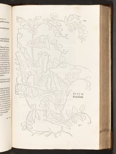 BT3.267.5. p.627 Pisello, illustrazione da De historia stirpium commentarii insignes di Leonhart Fuchs, 1542