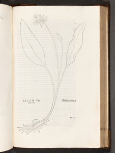 BT3.267.5 p.739 Aglio, illustrazione da De historia stirpium commentarii insignes di Leonhart Fuchs, 1542