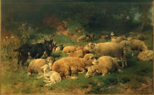 Pecore riposanti al margine del bosco
