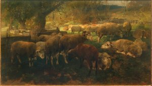 Pecore sotto gli alberi
