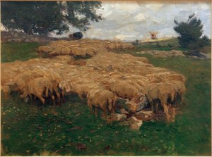 Gregge di pecore sull