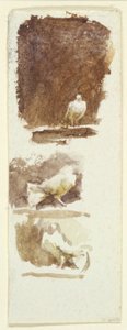 Colombe