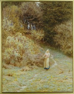 Nel bosco di primule