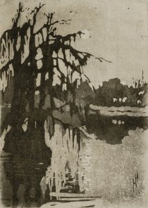 Cipressi da Helen Hyde