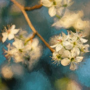 Fiori di Melo