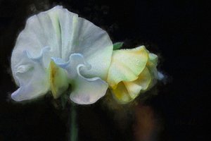 Pisello odoroso d