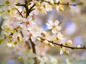 Gioia dei fiori