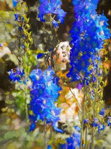 Delphinium Blu