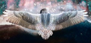 Osa Volare da Helen White
