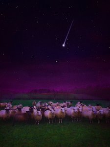 Gregge di Notte da Helen White