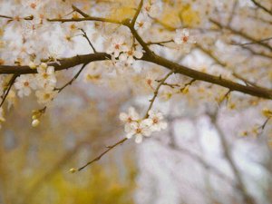 Primavera dorata