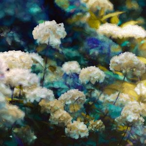 Ortensie Celestiali, 2020 da Helen White