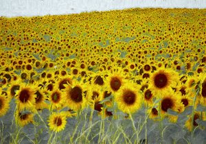 Campo di girasoli da Helen White