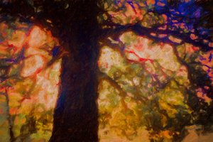 Sotto la Quercia Spreading, 2019