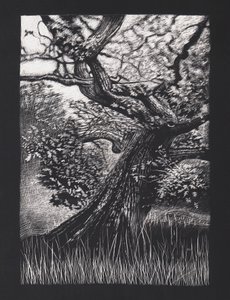 Quercia venerabile da Helen White