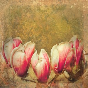 Magnolia vintage