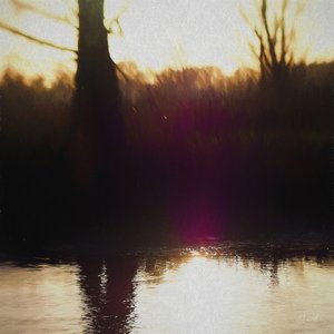 Foschia viola, 2018