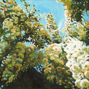 Glicine bianco da Helen White