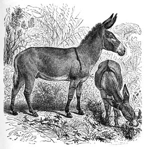 Asino selvatico africano, c1900