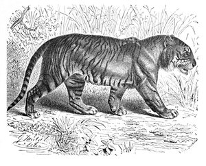 Tigre del Bengala, c1900