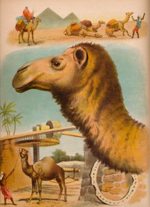 Il cammello