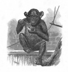 Lo scimpanzé Sally, c1900