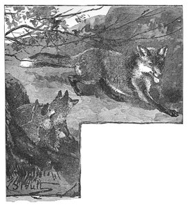 La Volpe e i suoi Cuccioli da Helena J. Maguire