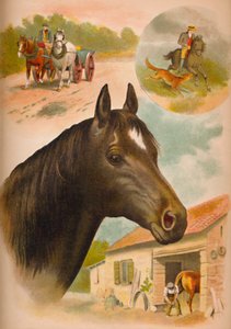 Il cavallo
