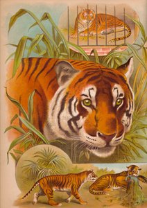 La tigre, c1900