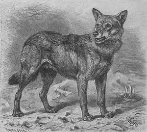 Il lupo, c1900
