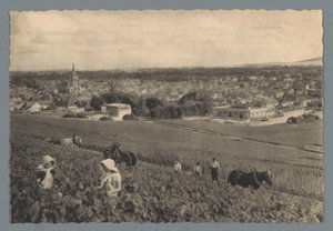 AY - Raccolta di uva nera da Helio Cachan