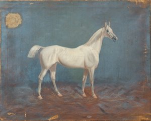 Un cavallo bianco