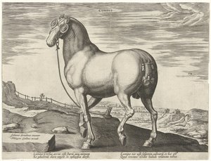 Cavallo della Corsica
