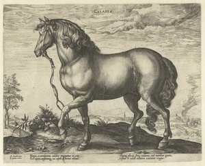 Cavallo della Calabria da Hendrick Goltzius