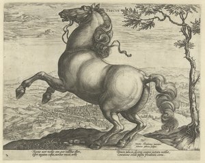Cavallo dalla Toscana da Hendrick Goltzius
