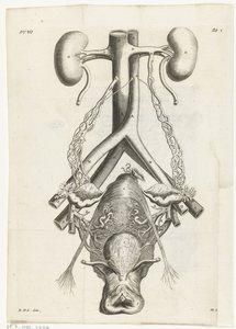 Illustrazione anatomica degli organi genitali femminili e dei reni