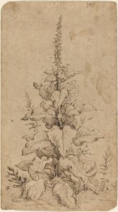 Una digitale in fiore da Hendrik Goltzius