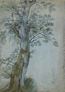 Studio di un albero