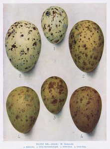 Uova: Gabbiano Testa Nera: Gabbiano Comune: ecc., illustrazione da 