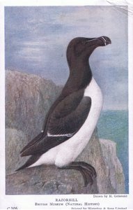 Uria, Cartoline, 1930s da Hendrik Gronvold