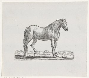 Cavallo