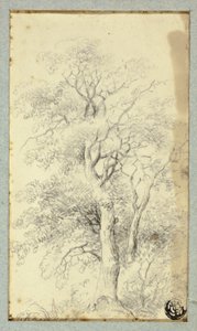 Albero