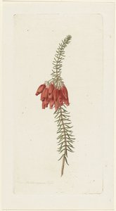 Fiori (Erica Mammosa) da Hendrik Schwegman
