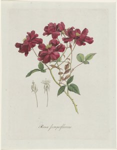 Rosa cinese (Rosa chinensis Jacq.) da Hendrik Schwegman