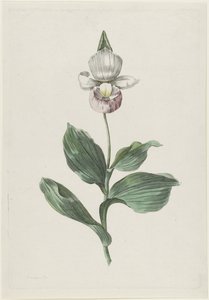 Orchidea Cypripedium reginae Walter da Hendrik Schwegman